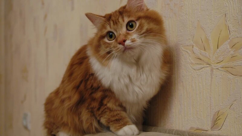     Кот. Дмитрий Кудрявцев.