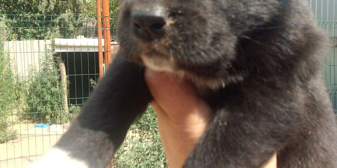 Как выбрать щенка