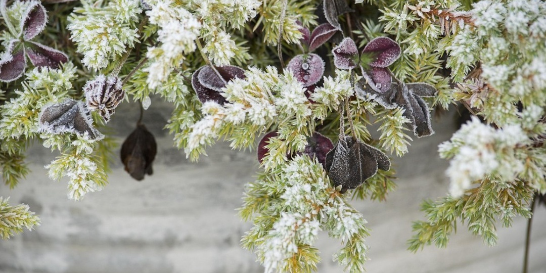Ваши растения могут не пережить зиму – два простых способа спасут их