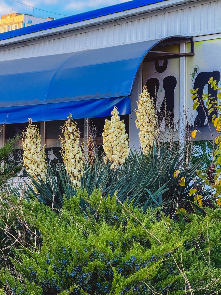 Хоть и холодно стало , но цветут Юки 