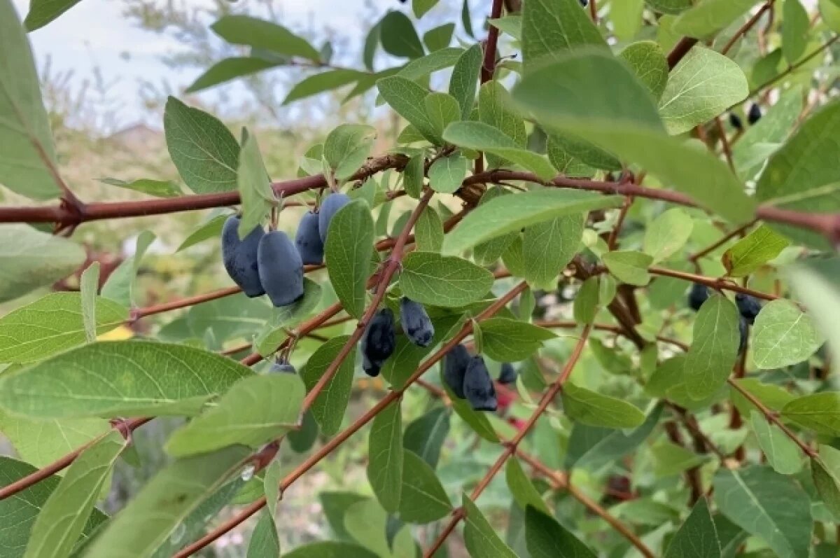    Секреты молодильной ягоды.