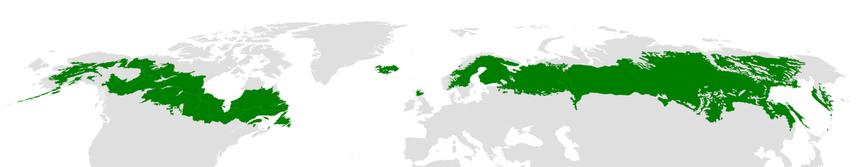 Зона тайги (бореальных лесов) на карте из английской википедии  