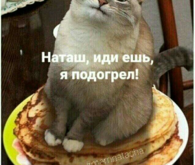 Мемы с котиками и другими забавными зверушками для отличного настроения