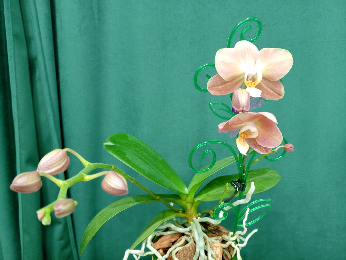 Орхидея Монако