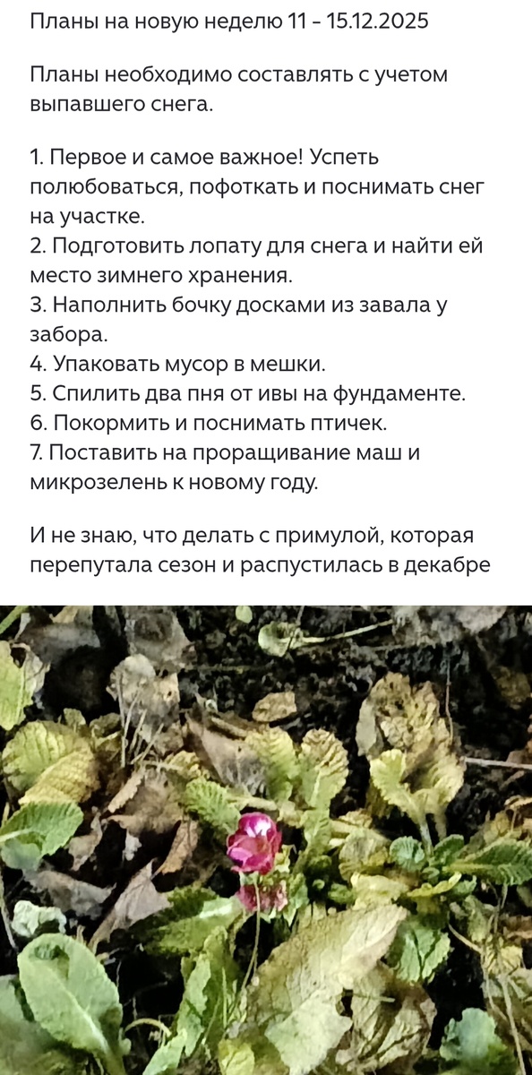 В прошлом году примула уходила в феврале под снег с бутонами, в этом - распустилась в декабре 