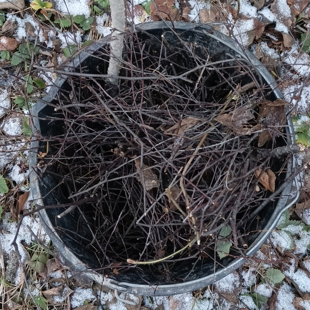 Целое ведро получилось березовых веточек.