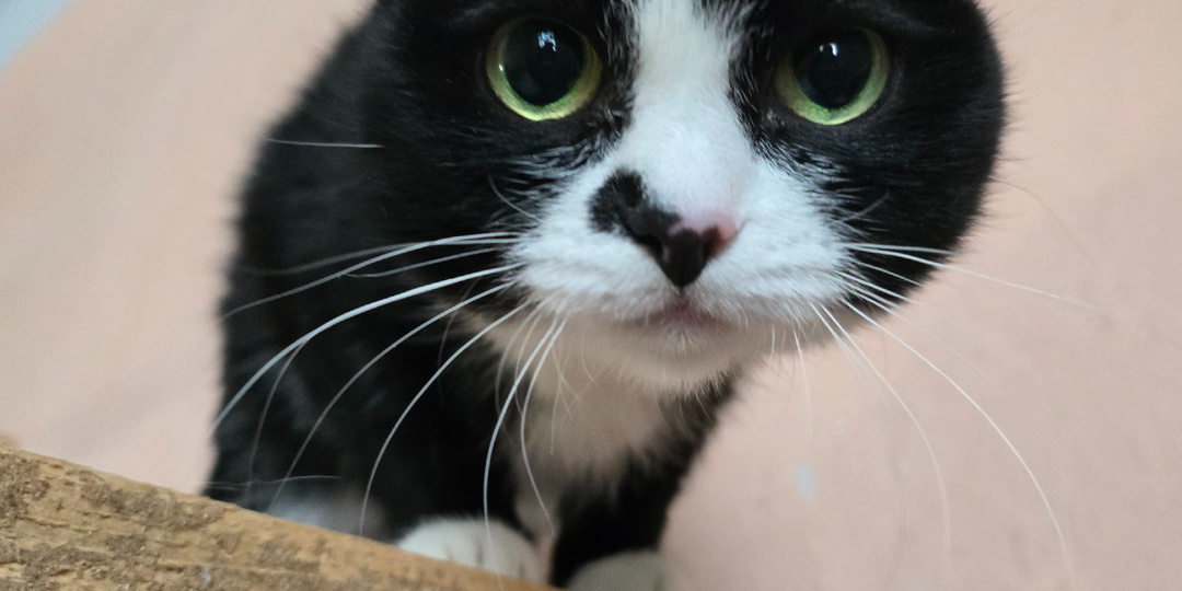 Она не просит, только смотрит так