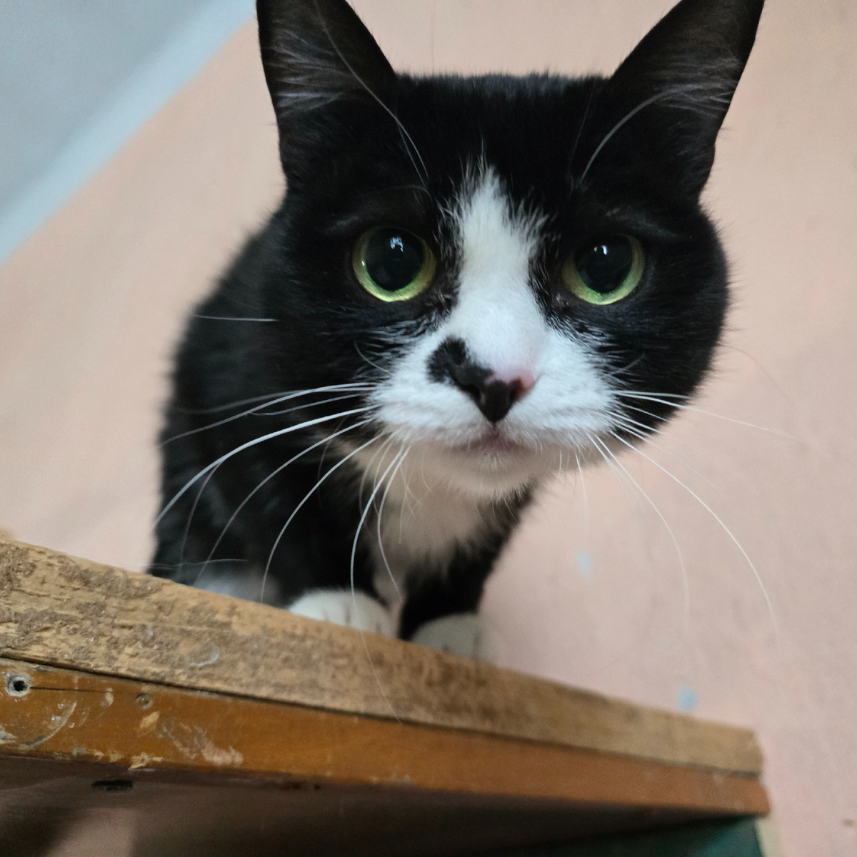 зеленые глаза полны грусти и надежды