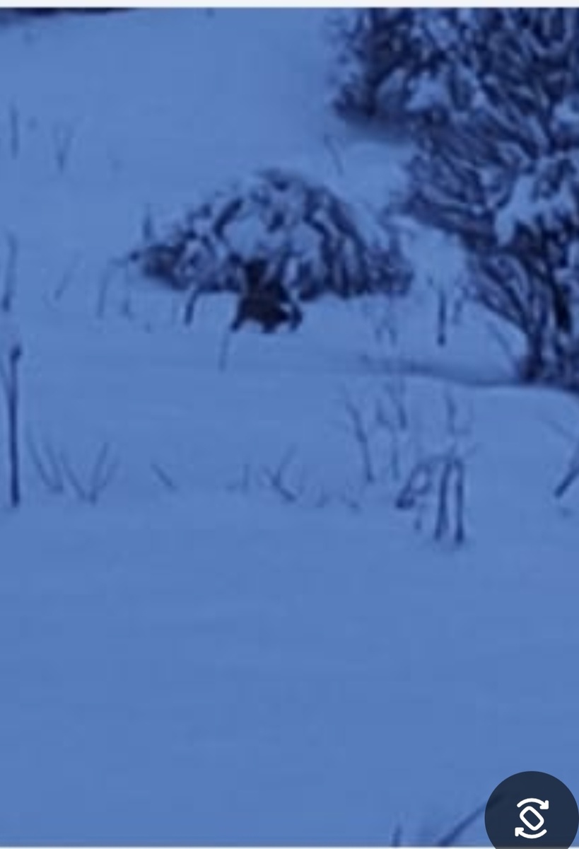 Фото в сумерках,так что не понятно,извините,как смогла!