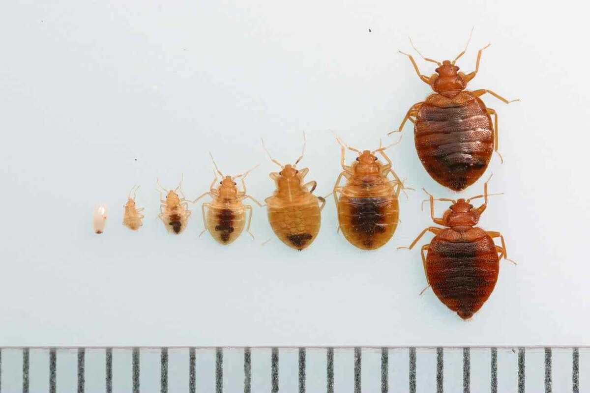 Фото с сайта: https://www.mosoah.com/references/ask-an-experts/the-difference-between-flea-and-bedbug/