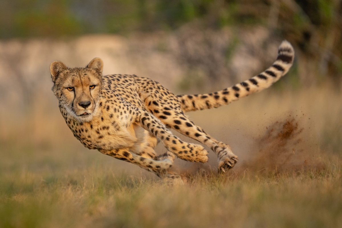 Фото с сайта: https://www.newsweek.com/why-cheetahs-fast-1878691?ref=upstract.com