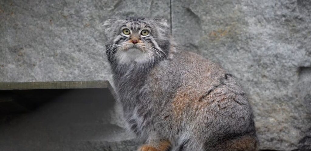    Фото: скриншот видео из телеграм-канала Московского зоопарка