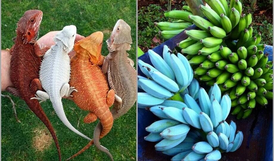 15 доказательств, что природа не жалеет красок для своих творений