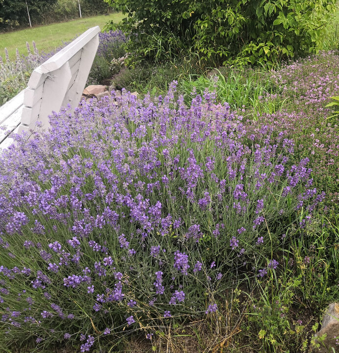 Лаванда в курском саду