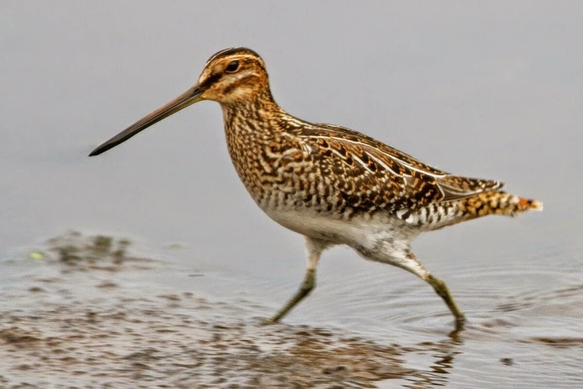 Фото с сайта: https://photodnya.ru/animals/dolgonosiki-foto-pticy