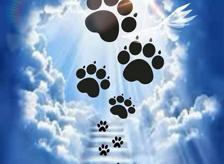 Прощай, Пончик 🌈