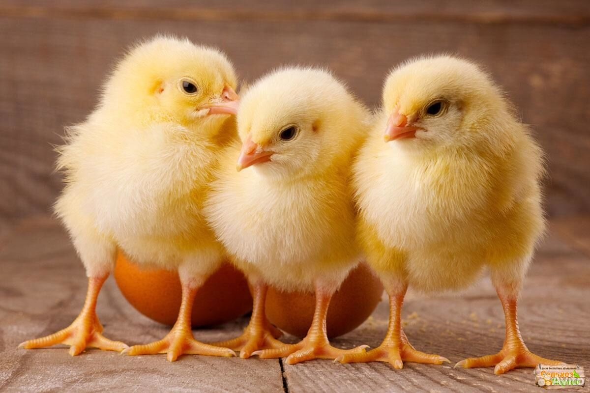 Фото с сайта: https://festima.ru/docs/325849484/allrussia/mesiachnye-broilera-ross-308