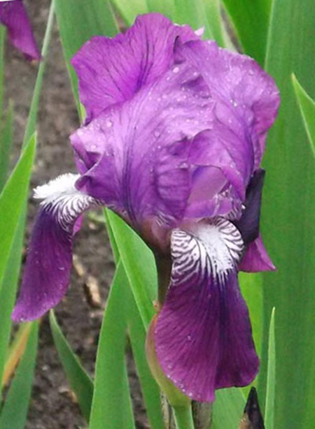 ирис Eleanor Roosevelt (Элеонор Рузвельт)