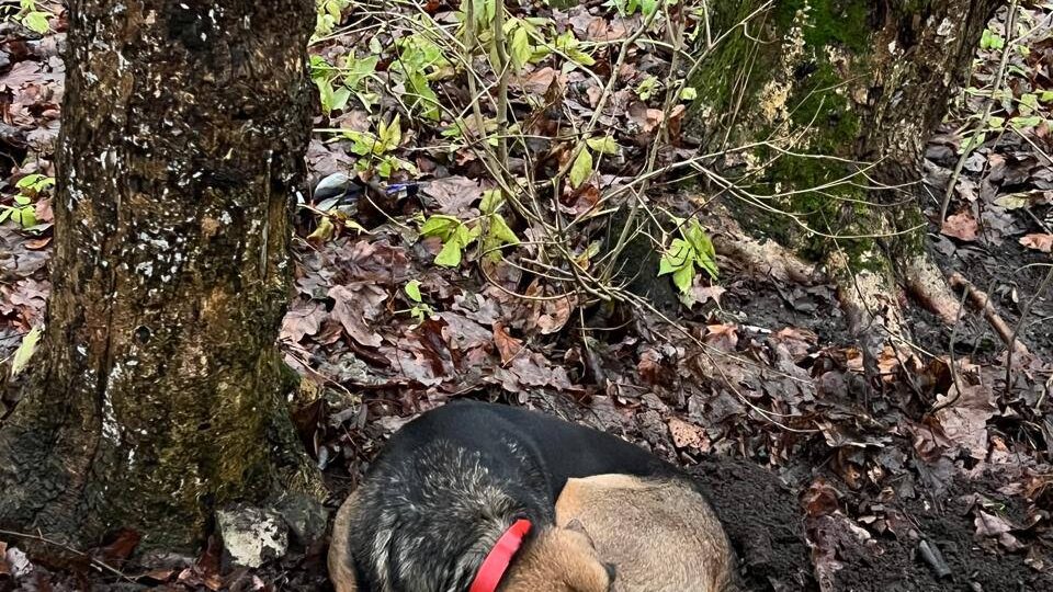 Сегодня расскажем грустную историю о преданности