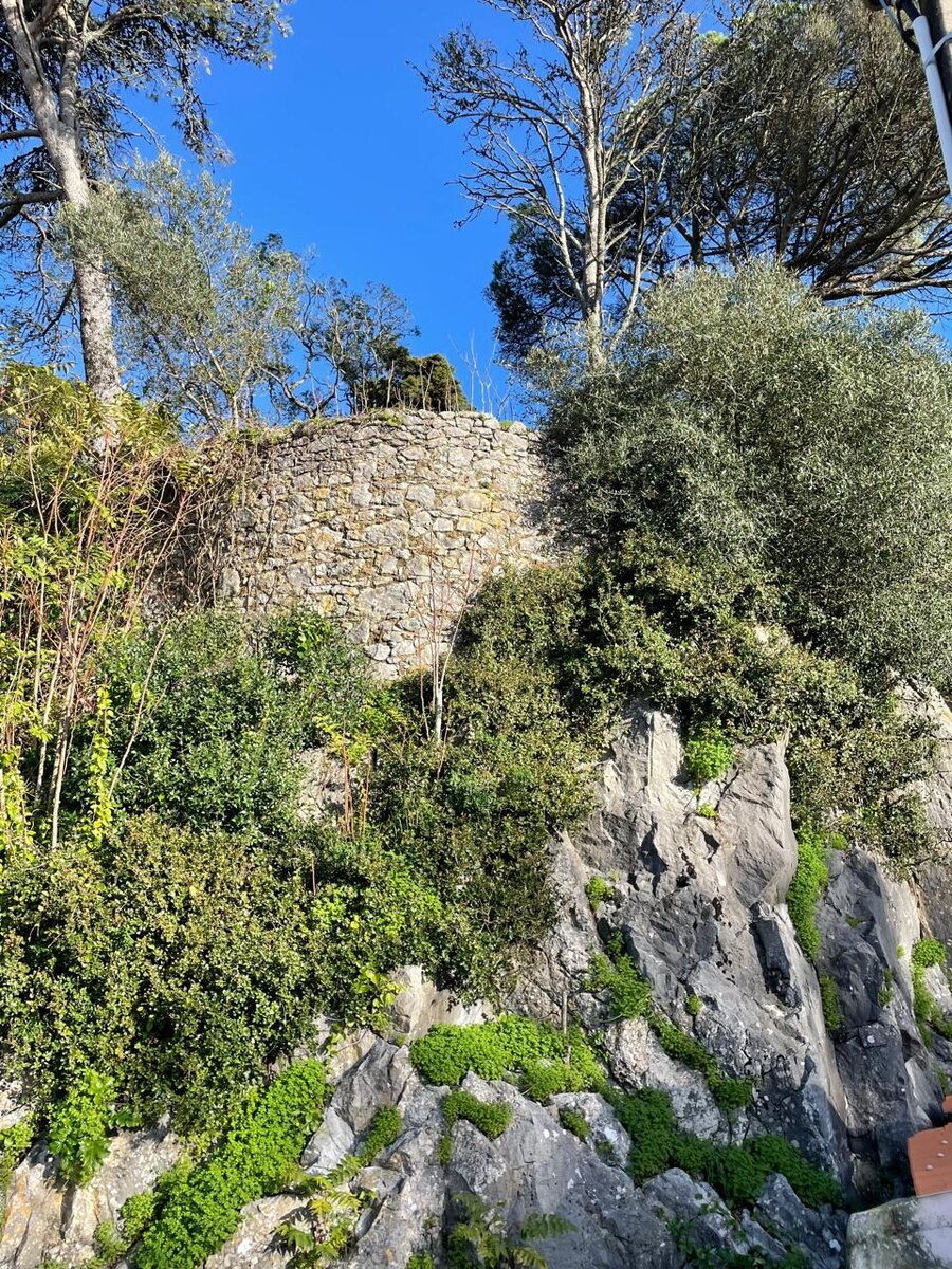 стена укрепления в зарослях кустов