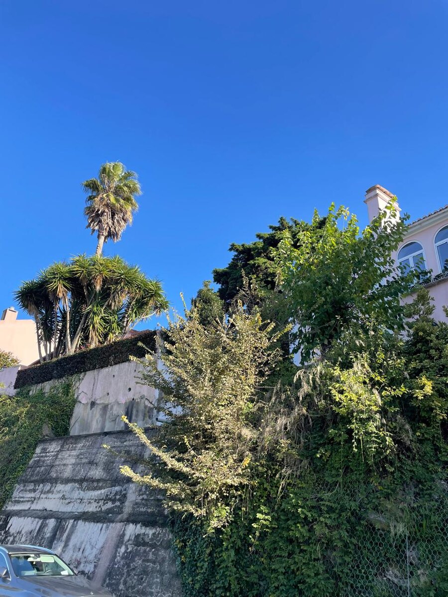 пальма стрремится вверх - к солнцу и свету