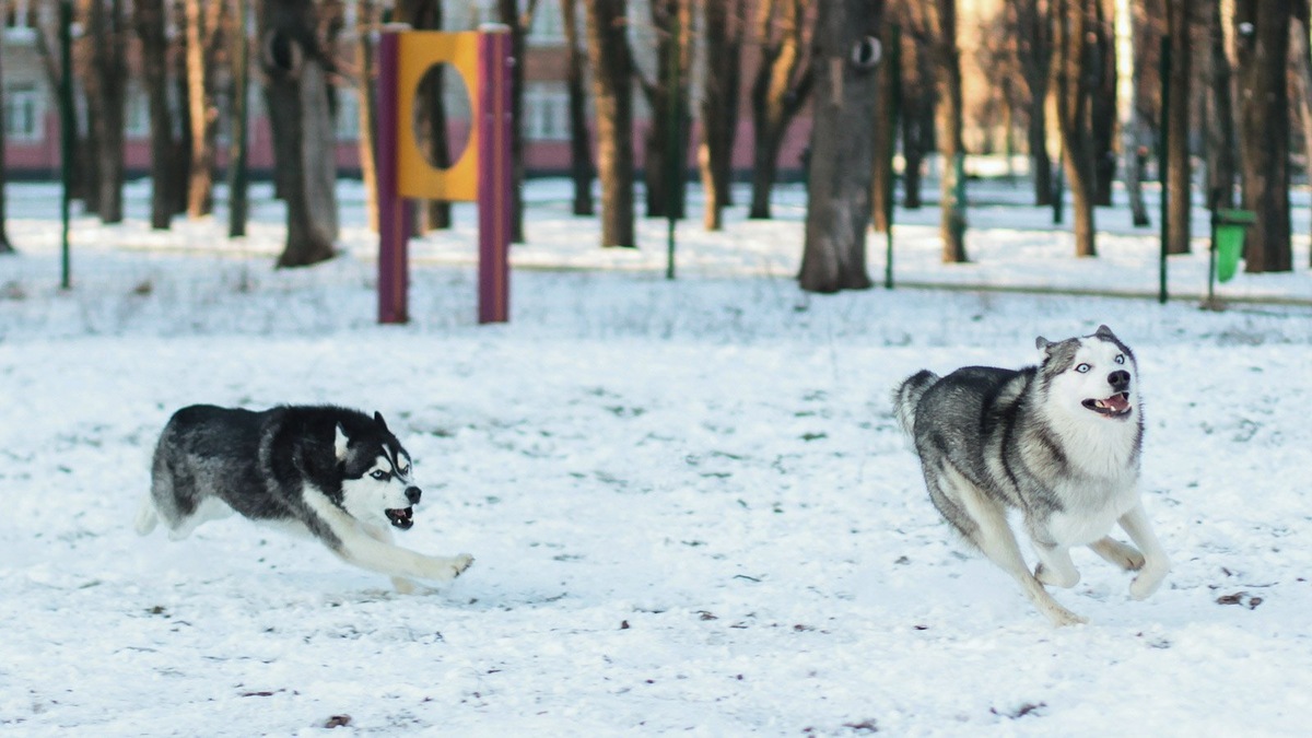    Хаски известны по всему миру, но многие факты об их породе до сих пор остаются малоизвестными