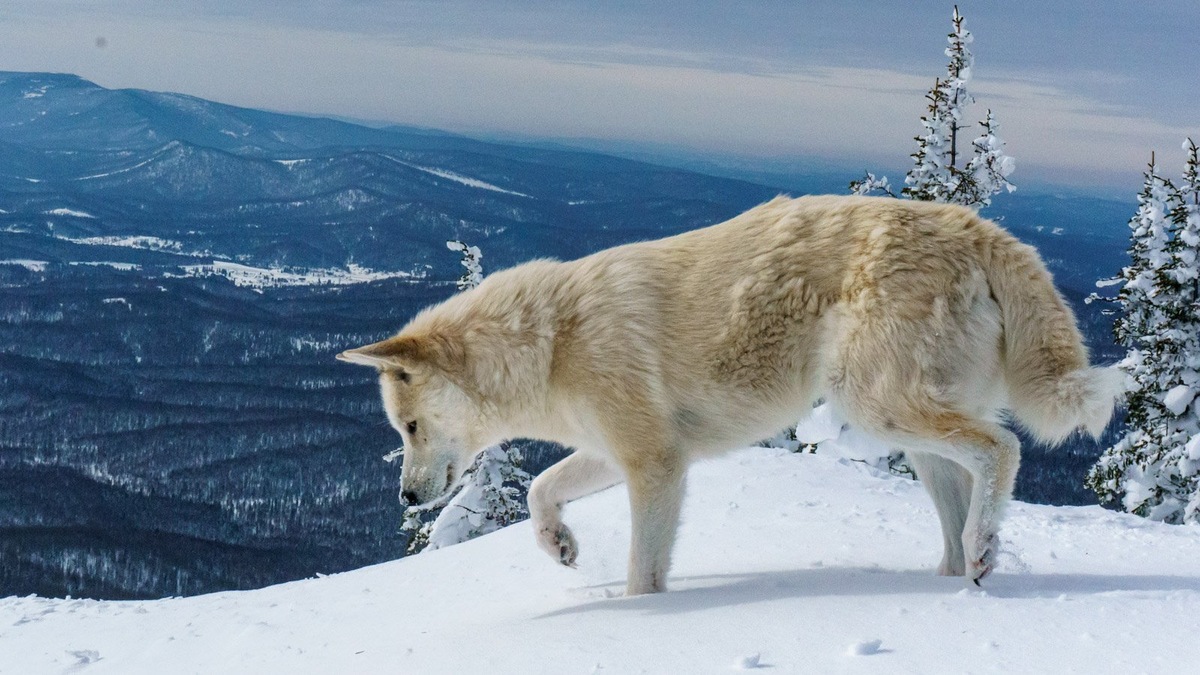    Хаски не подойдут в качестве собаки-охранника