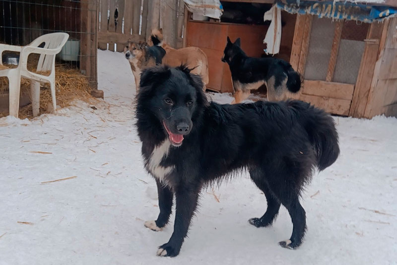     Фото: АНО «Бароша - открой своё сердце!»