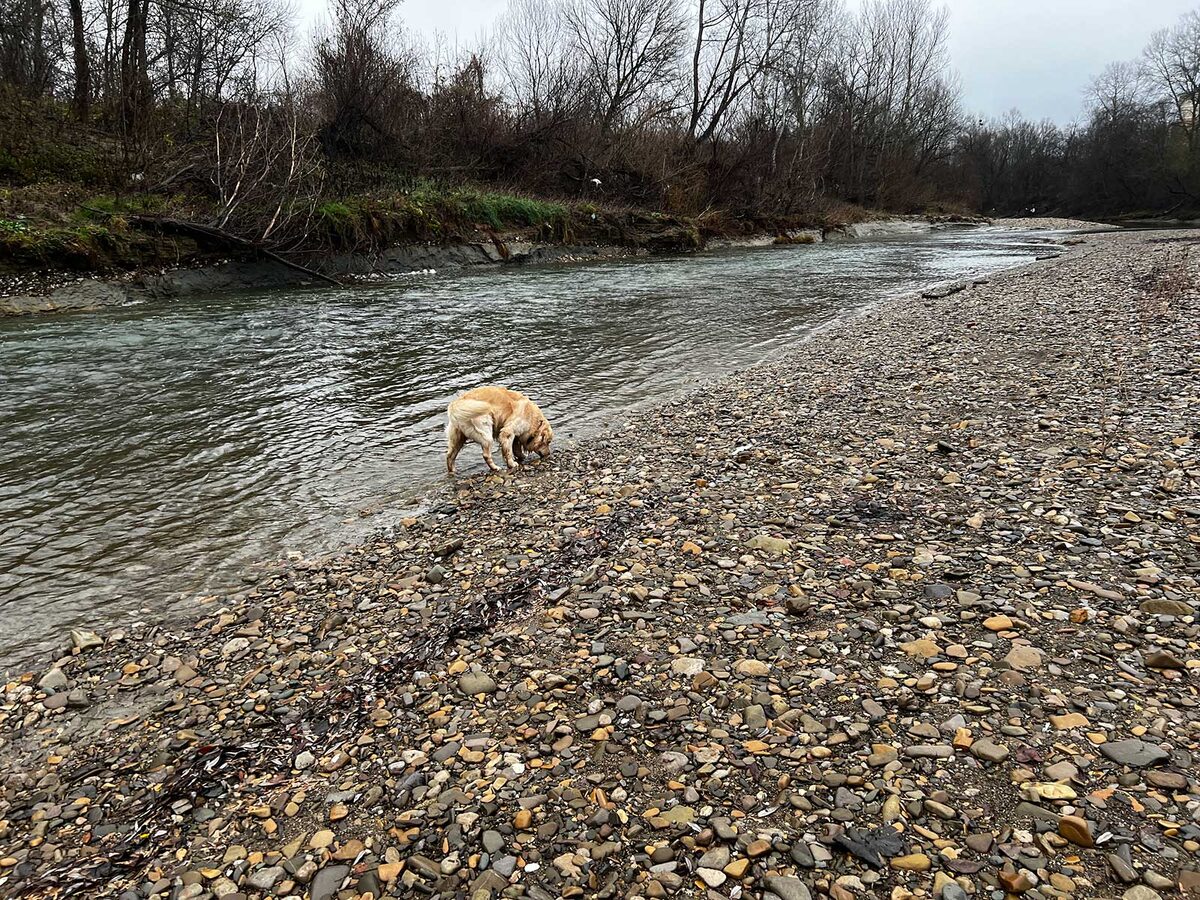 Барни на реке