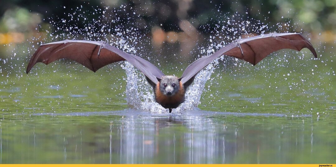 КАЛОНГ - удивительная лисица которая умеет летать!