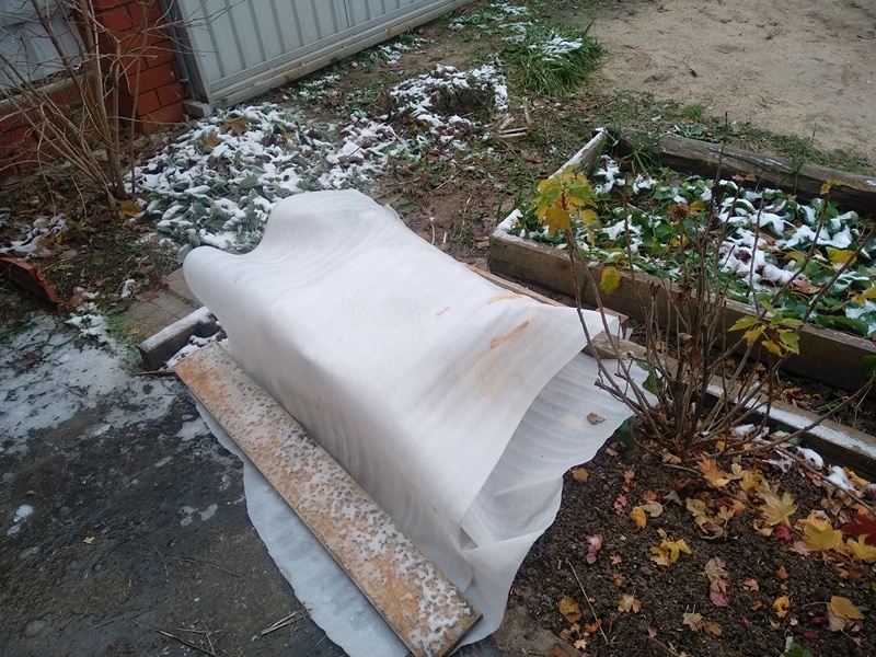 Куст кизила укрыт двумя листами подложки