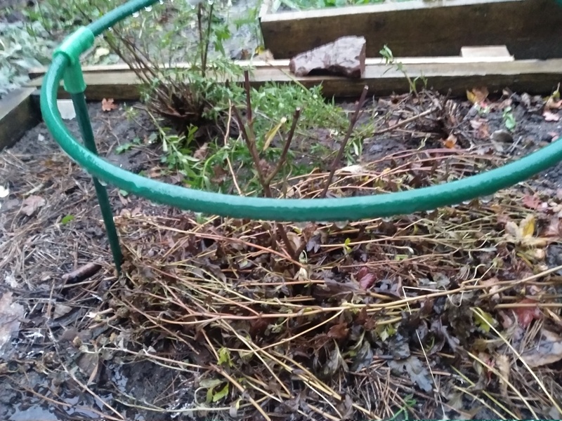 Куст кизила