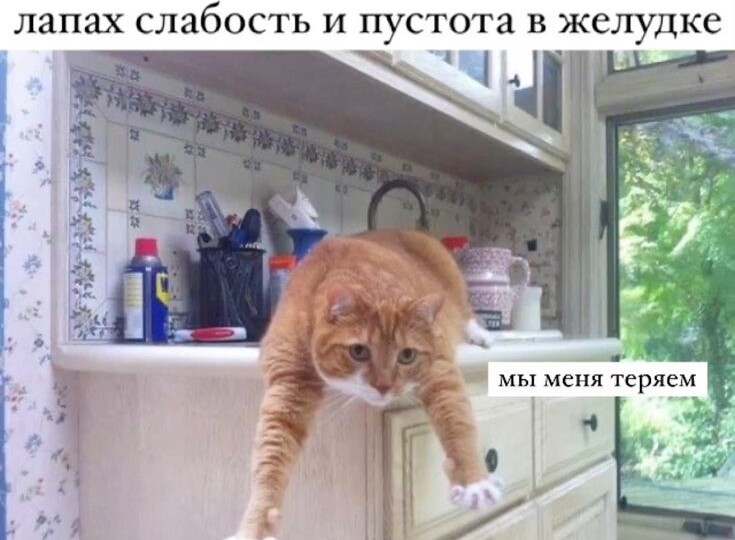 Забавные мемы про Наташу и котиков