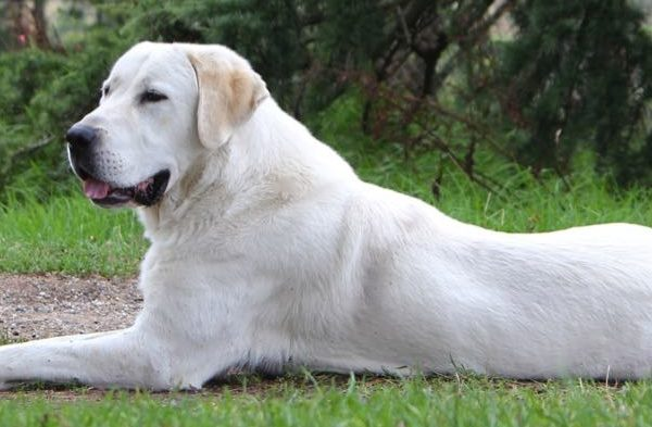 Как лучше азиату? с ушами или без?