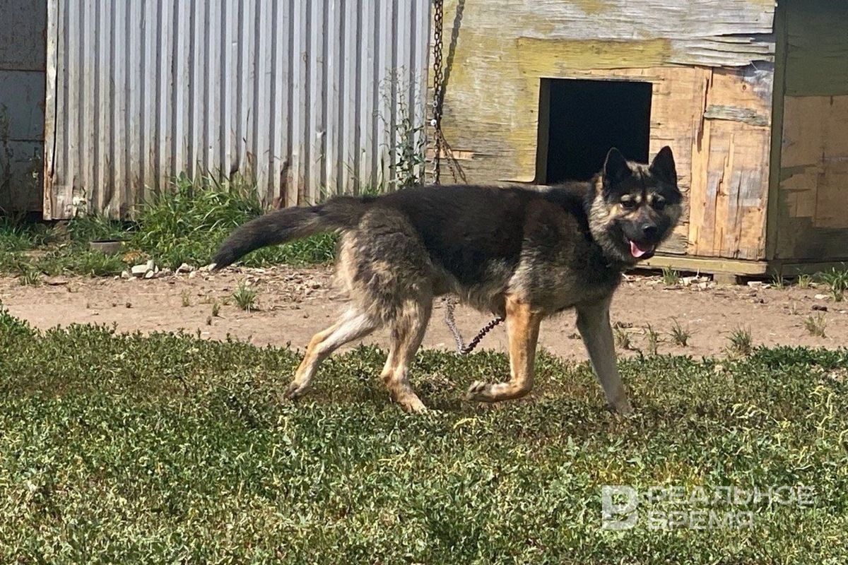   Реальное время / realnoevremya.ru