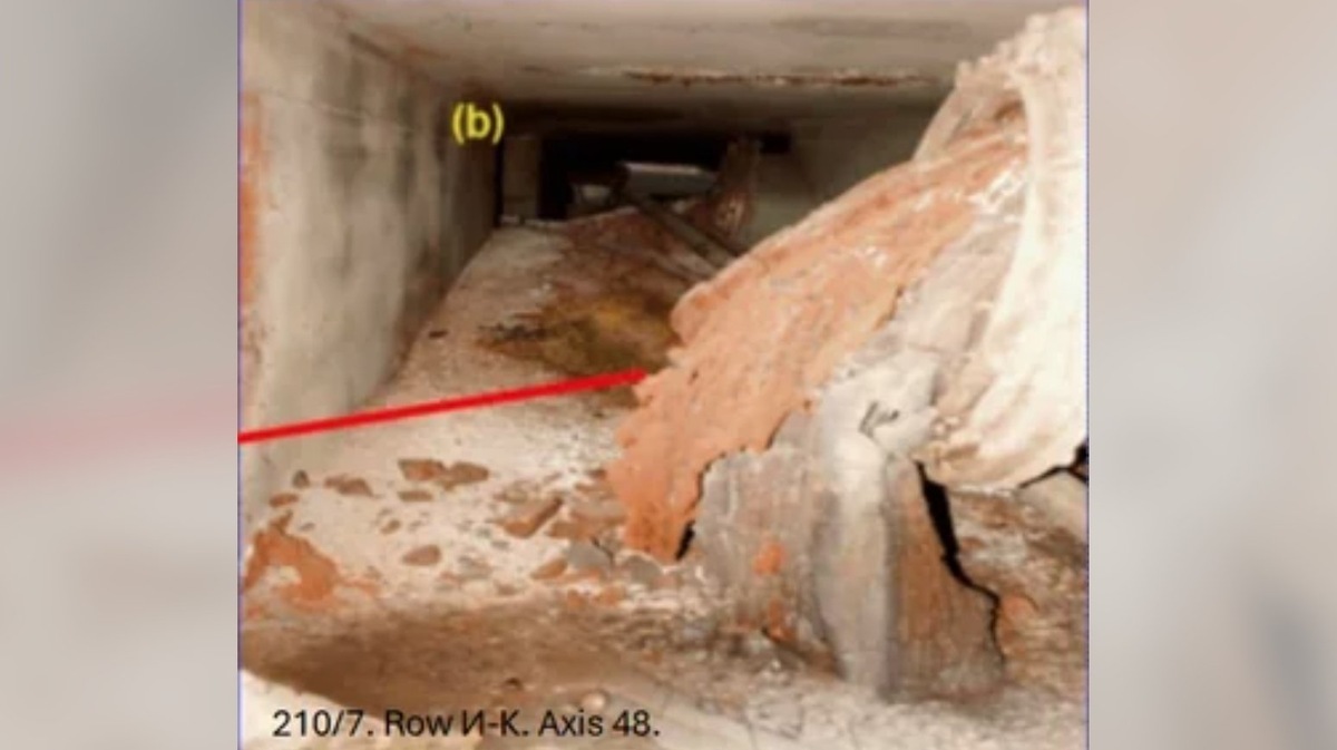    «Слоновья нога» получила свое название из-за морщинистого внешнего вида, который напоминает подошву ноги большого животного. Источник фотографии: reddit.com