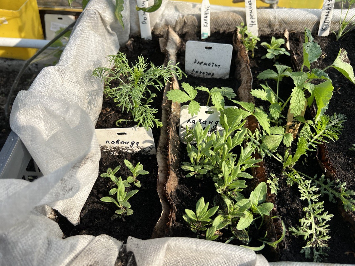 Всходы после холодной стратификации