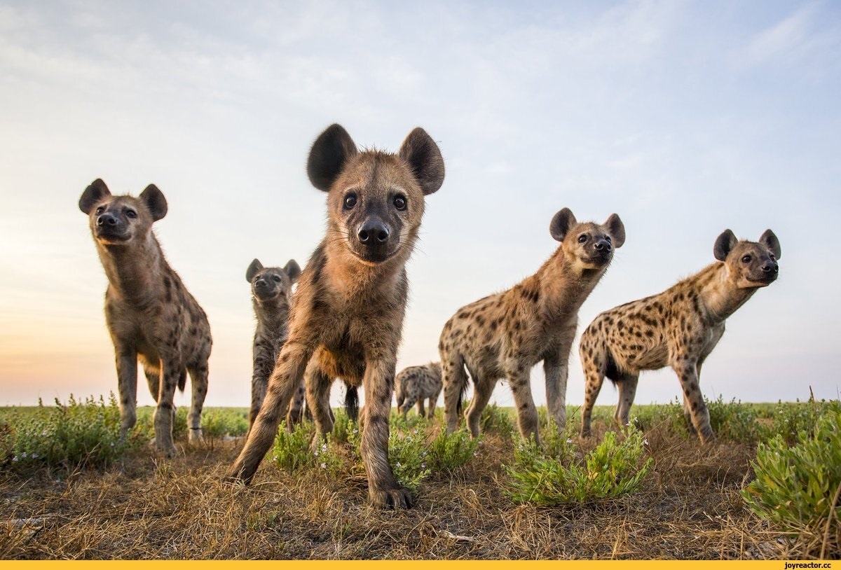 Фото с сайта: https://porn.reactor.cc/search/гиены%5C/7