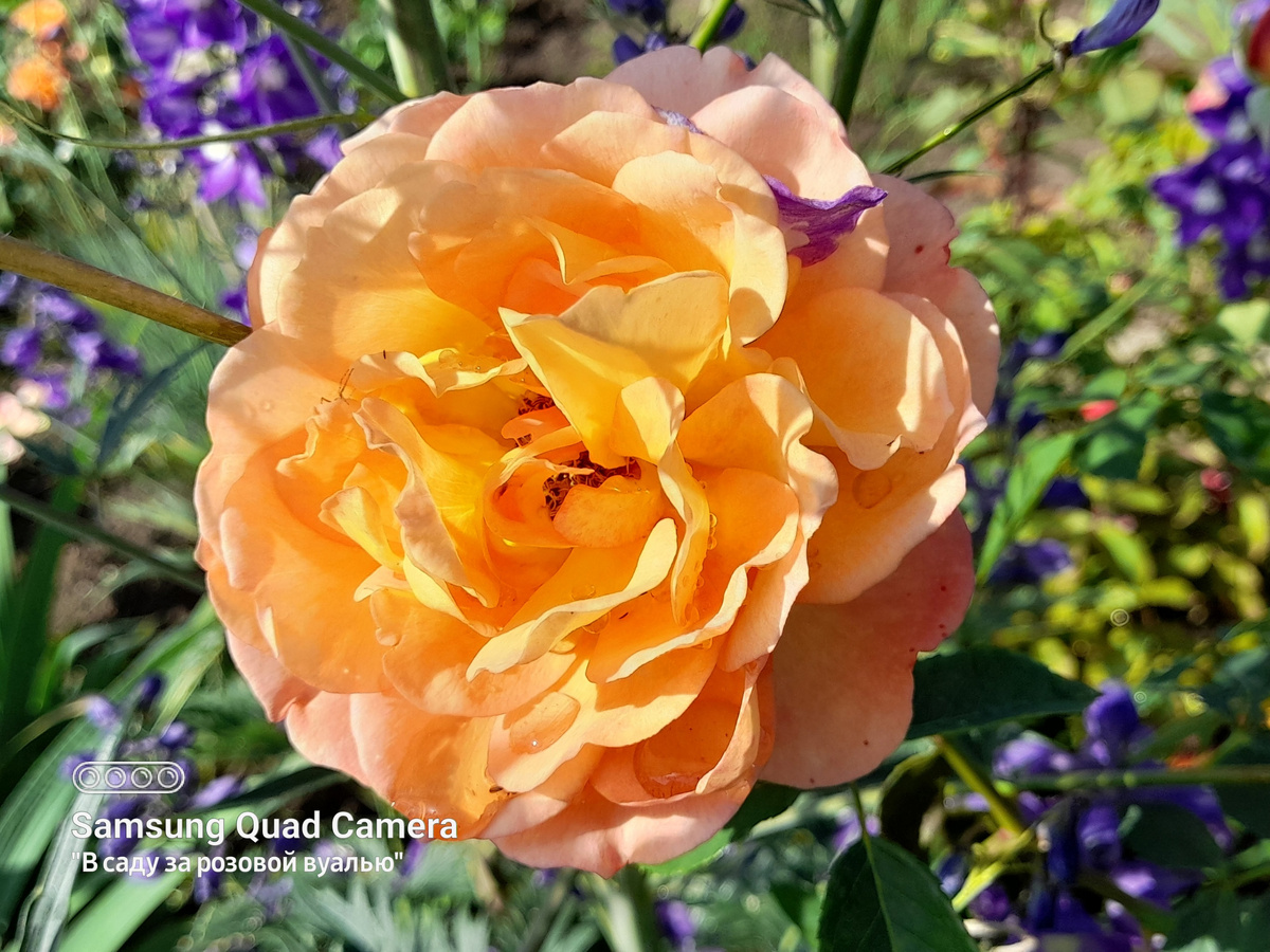 Lady of Shalott, Austin, 2009, английские розы - аромат тёплый, насыщенный, с характерными нотками чая, яблока и гвоздики, часто описывается как фруктово-пряный.