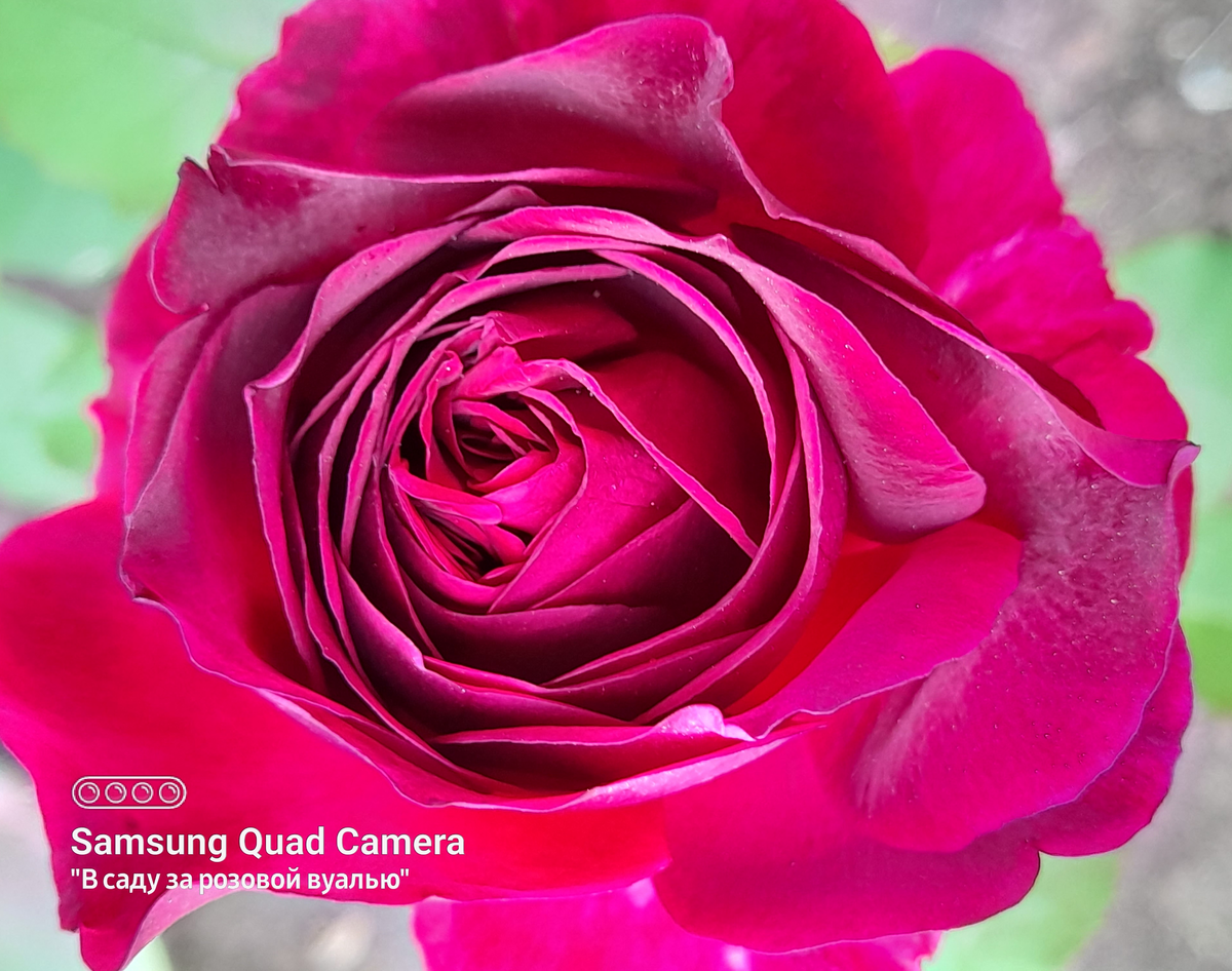 Munstead Wood, Austin, 2007, английская роза