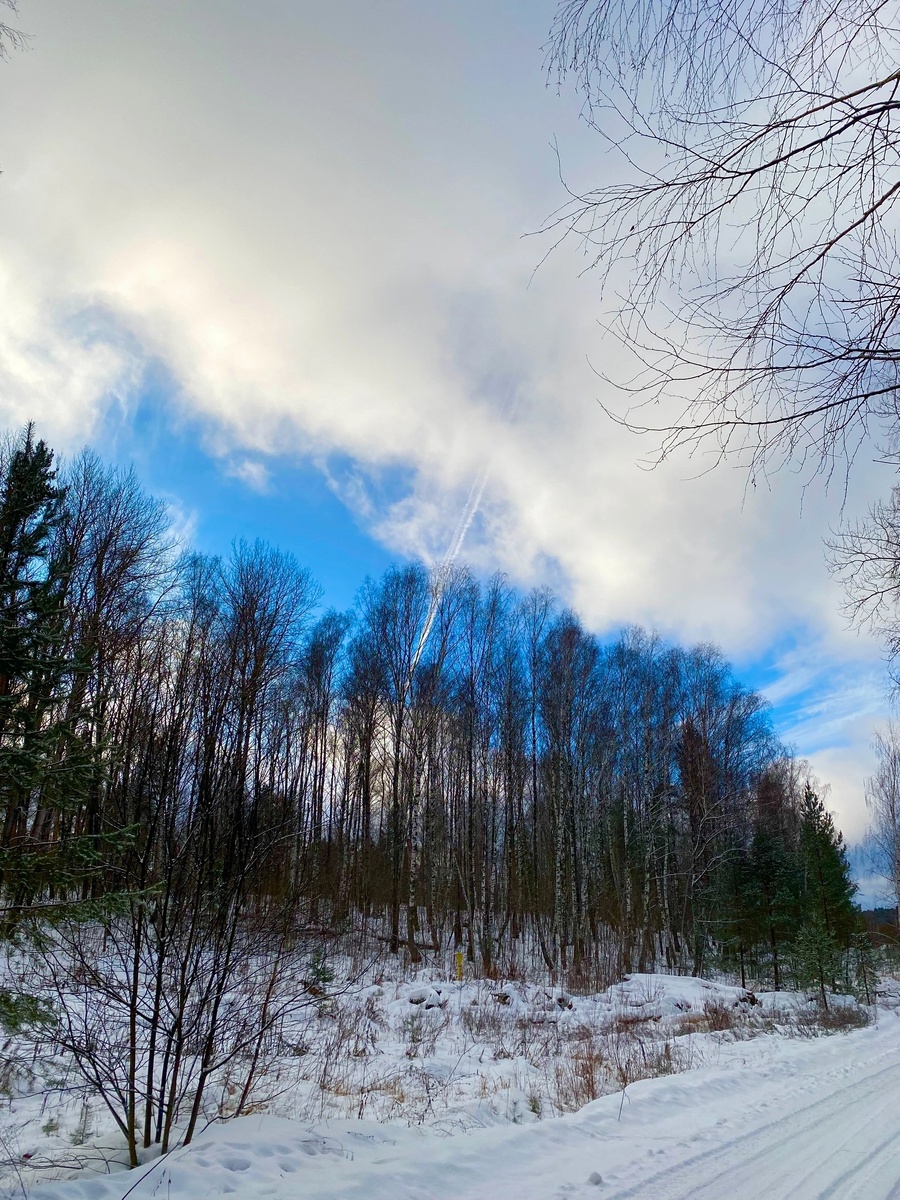 Лес , Январь 2025.