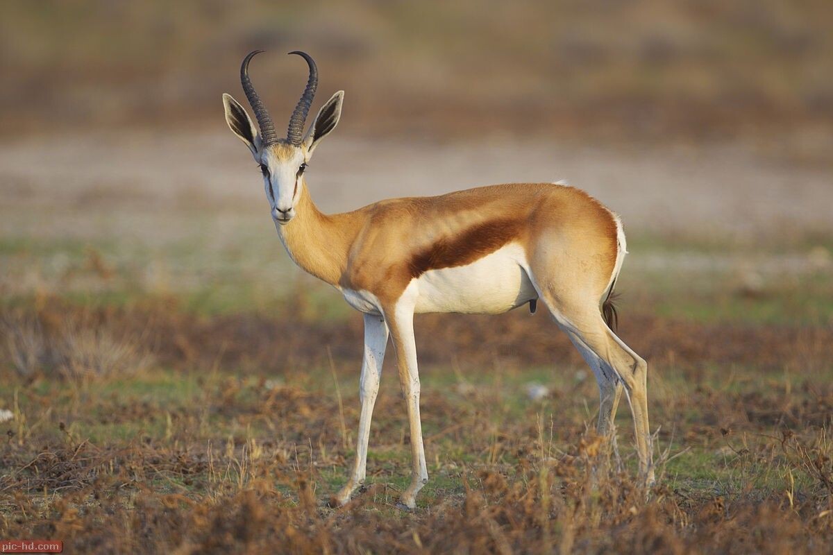 Фото с сайта: https://ru.pinterest.com/pin/403916660323216698/