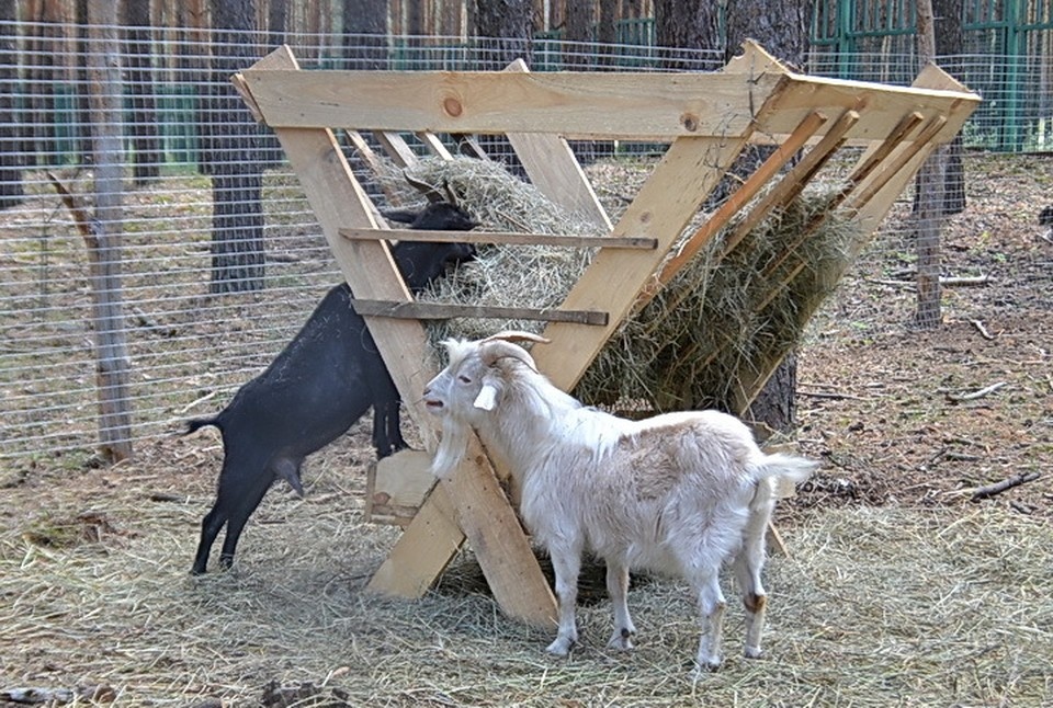    . Татьяна ПОДЪЯБЛОНСКАЯ