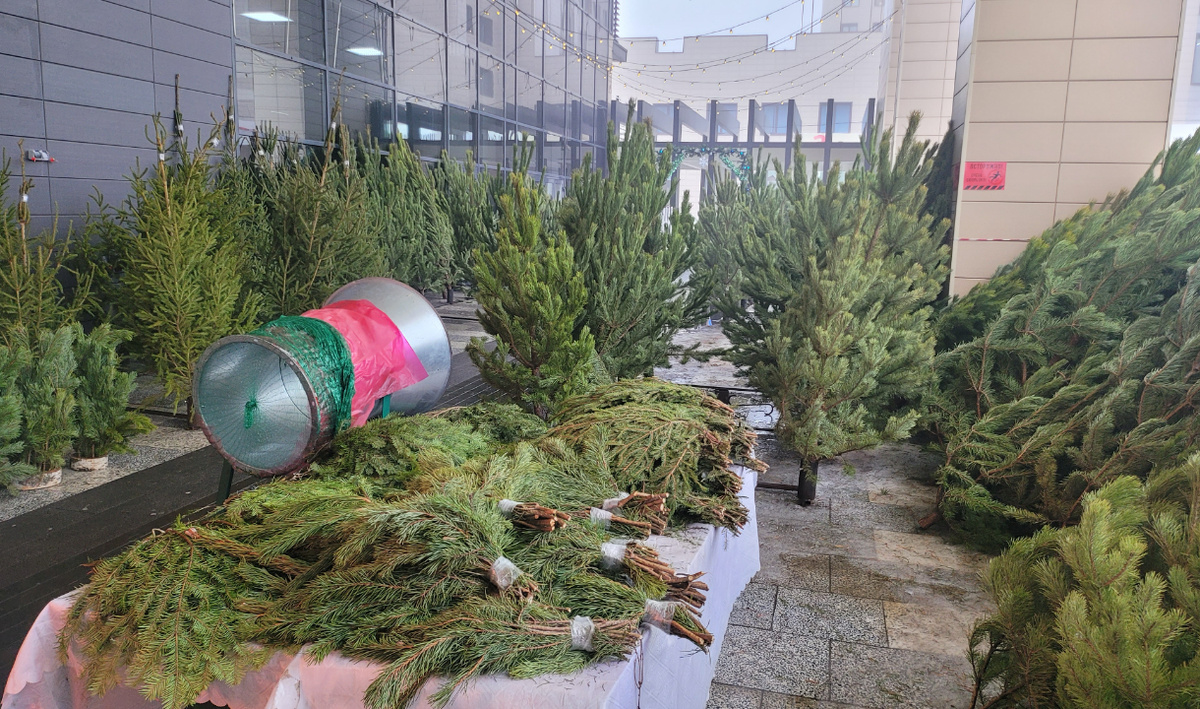     Ёлки и сосны. Автор: Олег Петров. Фото: редакция.