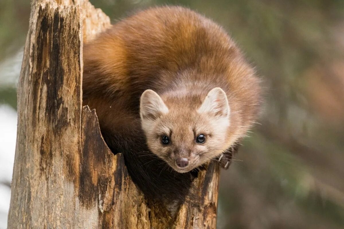 Фото с сайта: https://supercatsclub.ru/drugie-zhivotnie/american-marten.php