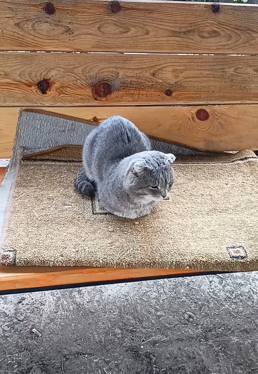 — Где ты, рыжий кот? Выходи на бой ратный, до первой крови. Я кот породистый, поэтому обучался различным единоборствам. Тебе накостыляю по первое число! 