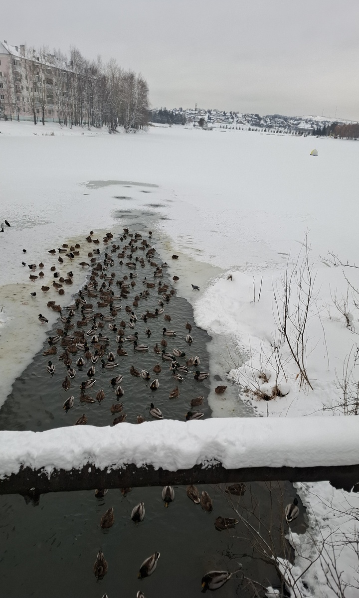 Пруд уже застыл, даже рыбаки сидят посередине. Утки плавают в протоке, где течет русло реки. Стоит только кому-то остановиться, выпрыгивают из воды и несутся на берег. Голуби так совсем не боятся людей и тоже ждут своих крошек хлеба.