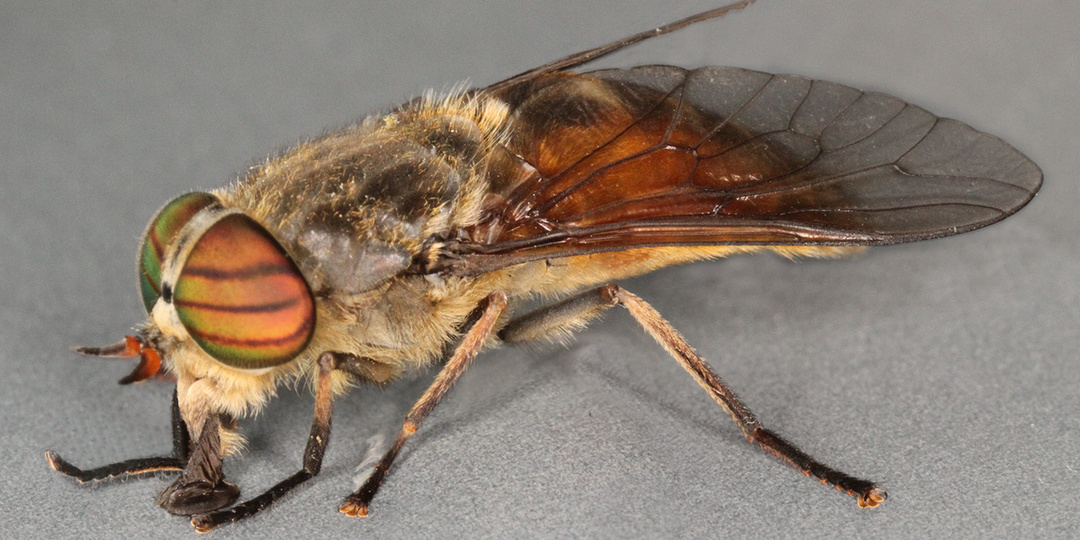 Самые быстрые животные мира. Слепень