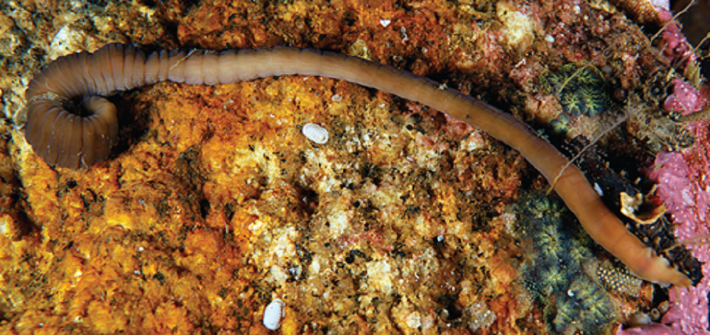     Фото: Royal Society Open Science