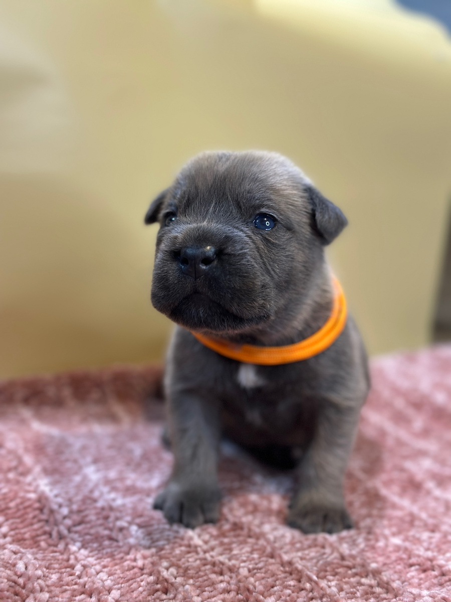 Щенок кане корсо